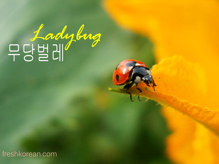 ladybug 무당벌레 -Fresh Korean