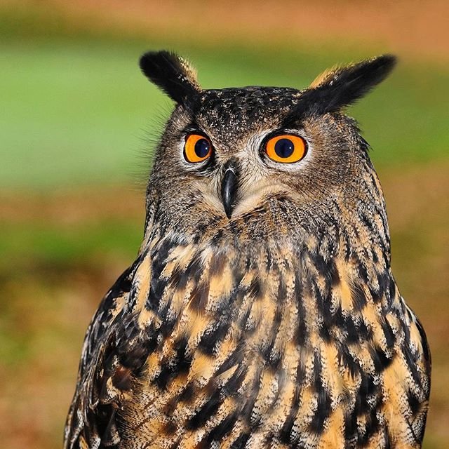 Another Bird related post just landed onto freshkorean.com
Link in the bio 🐦
#LearnKorean #Study #FreshKorean #Owl #Birds